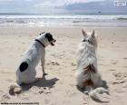 Две собаки на пляже